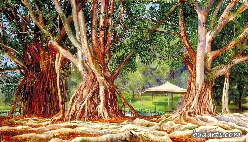 爪哇州别登佐格的印度橡胶树