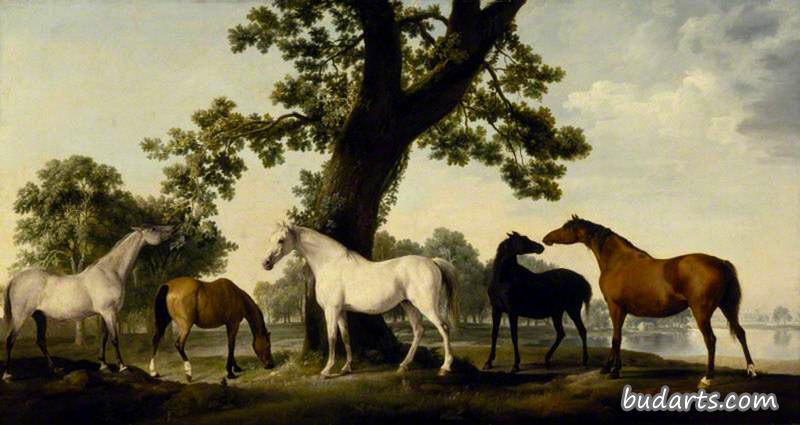 温莎大公园坎伯兰公爵种马场的五匹母马