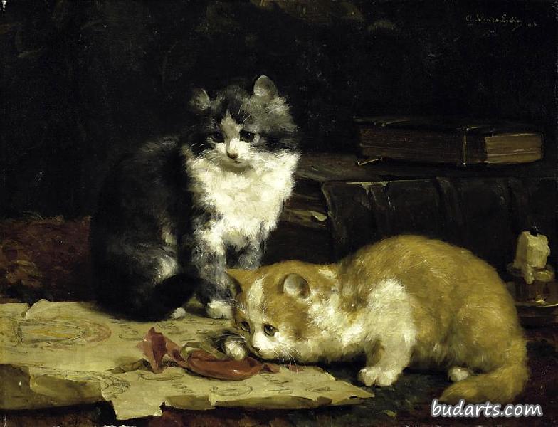 玩猫