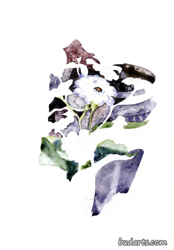 百日菊