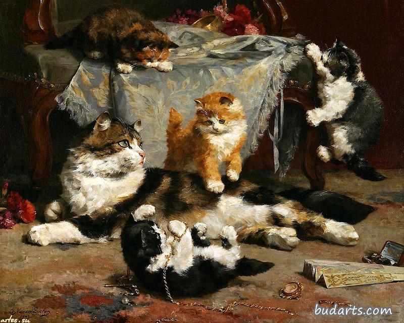 小猫在玩耍