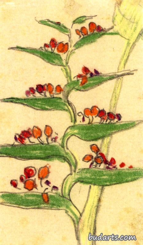 热带植物
