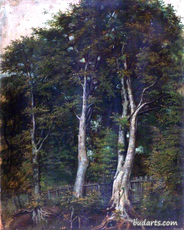 山毛榉