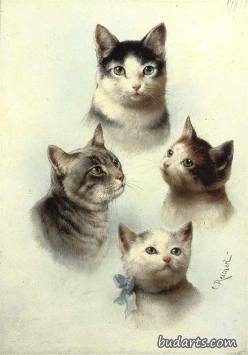 可爱的猫