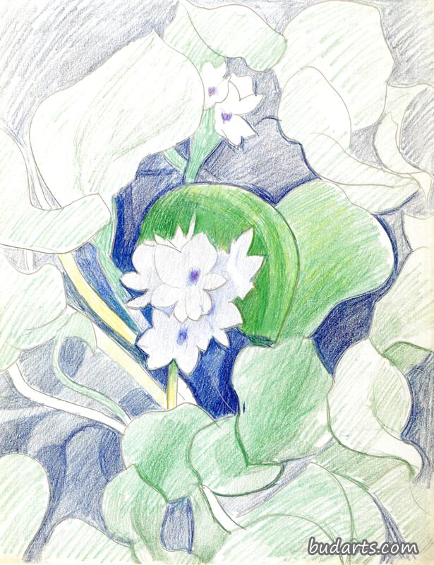 白花