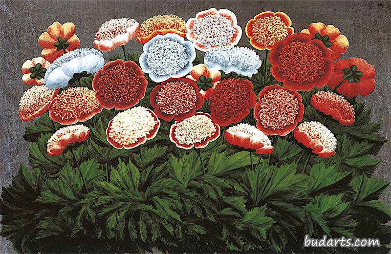 食肉花