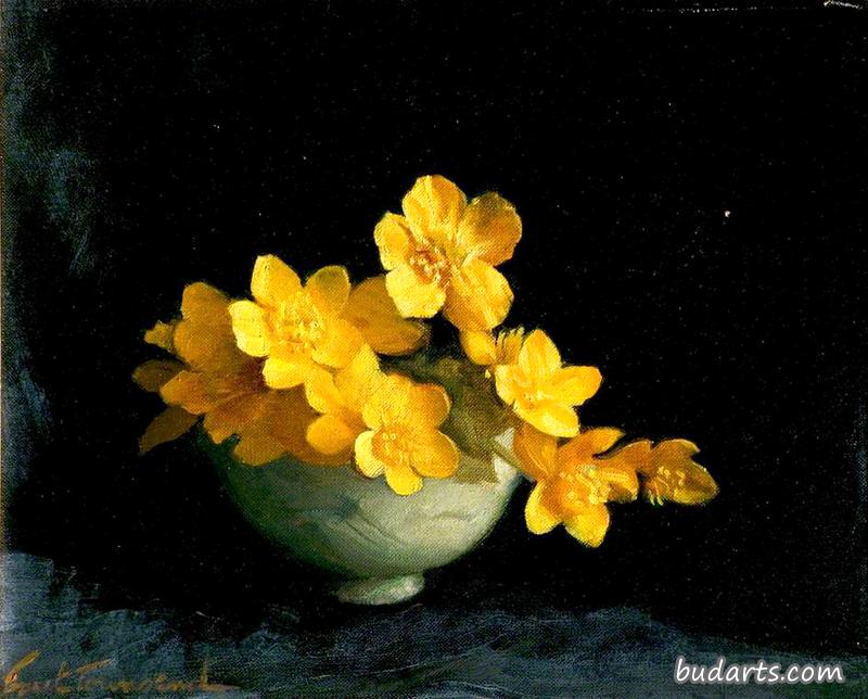 沼泽金盏花