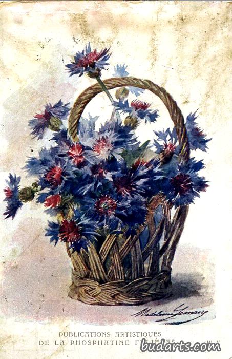 矢车菊