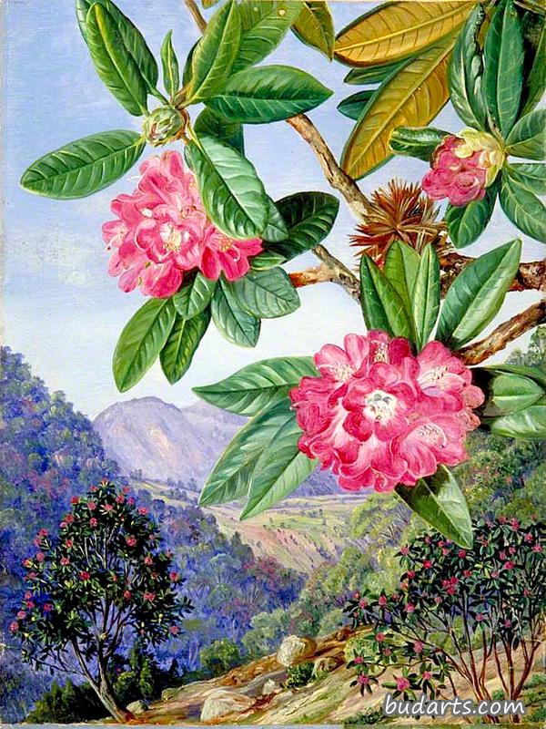 南印度杜鹃花