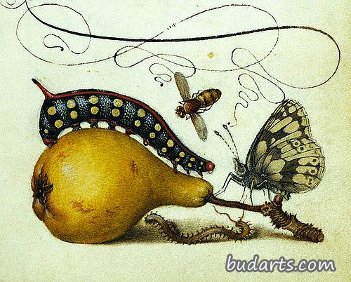 Mira calligraphiae,
