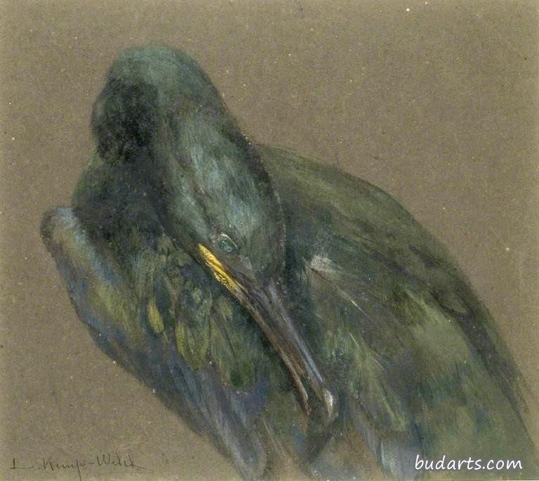 鸬鹚梳理