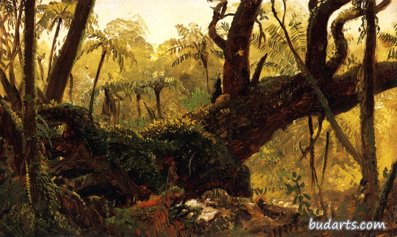 热带雨林，牙买加，西印度群岛