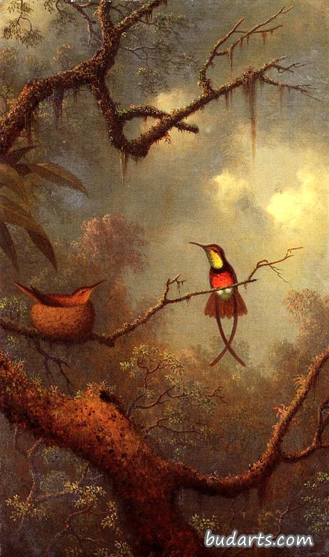 在热带森林筑巢的深红色黄玉蜂鸟