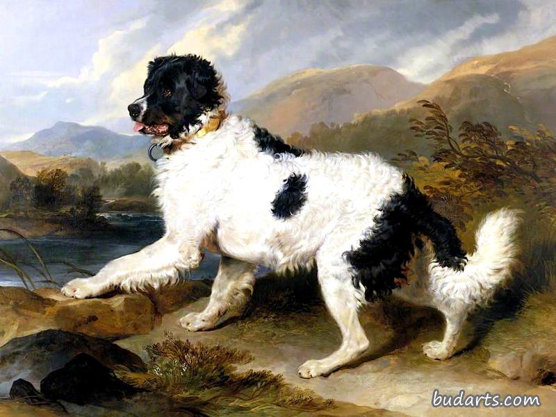 “狮子”，纽芬兰犬