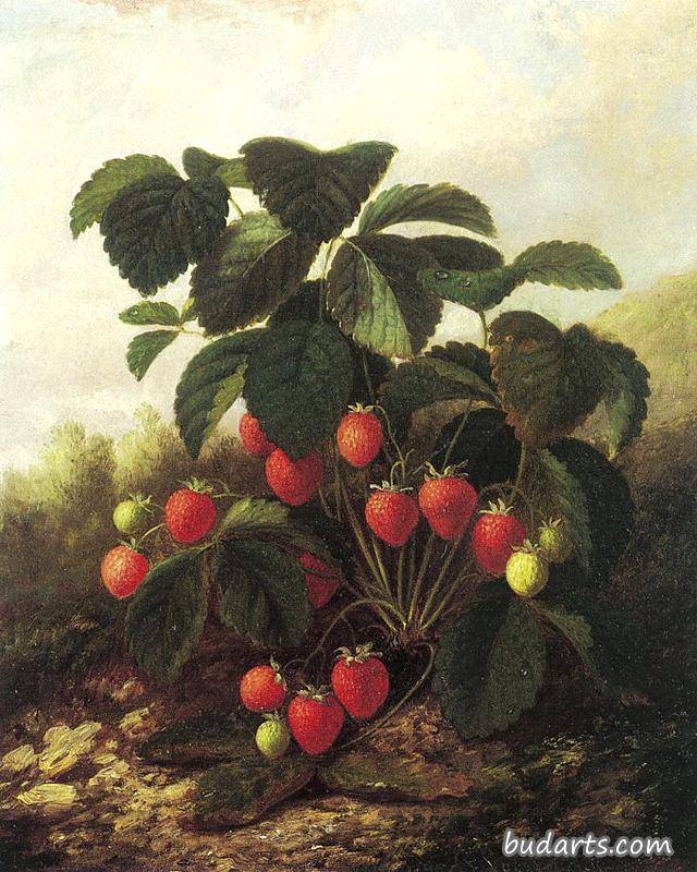 野生草莓