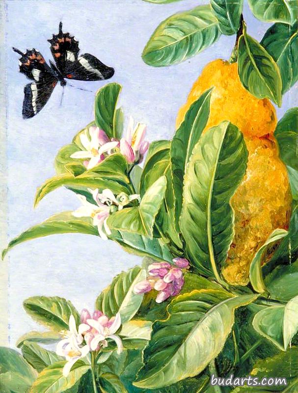 巴西雪铁龙和蝴蝶的叶子、花和果实