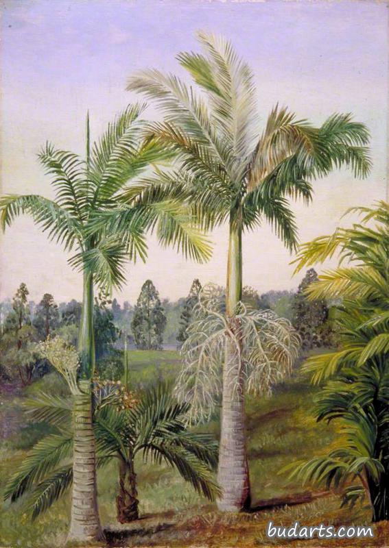 布里斯班植物园