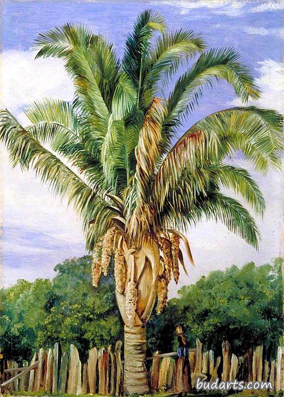 巴西拉各亚塞特的印度棕榈树