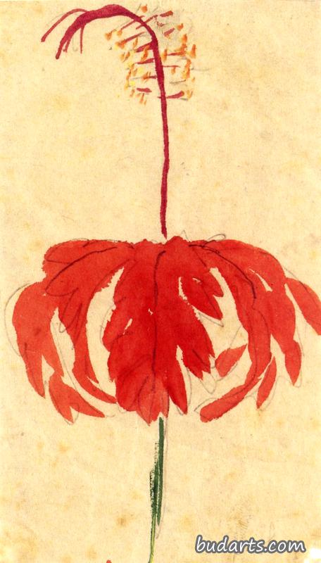 红花