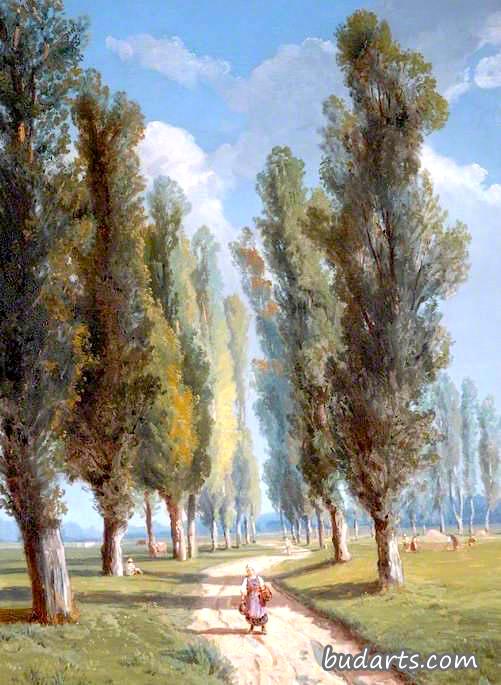 杨树大道
