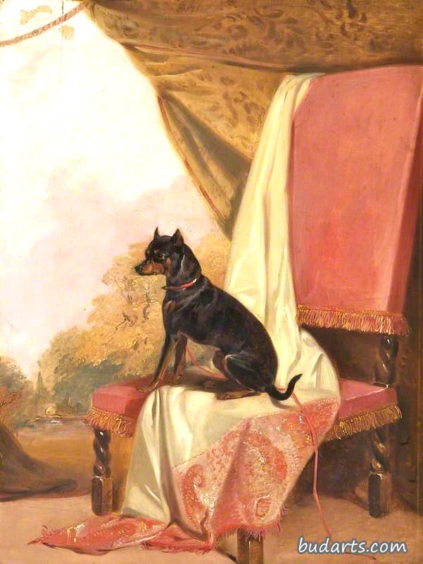 曼彻斯特小猎犬