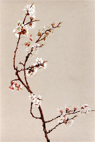 Apple Blossoms