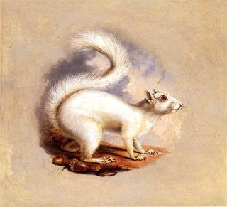 White Squirrel