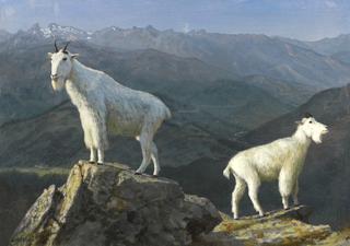 Mountain Goats