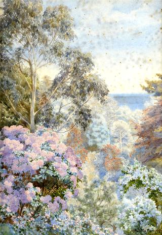 Rhododendrons and Eucalyptus