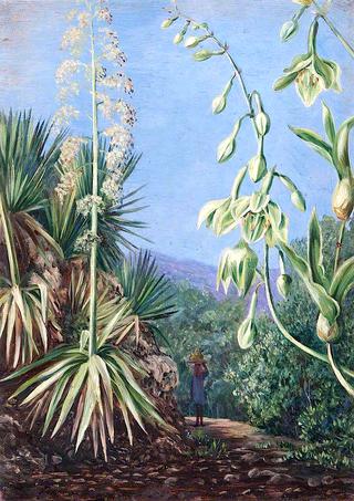 Mountain Path with (as yet) Unidentified Plants