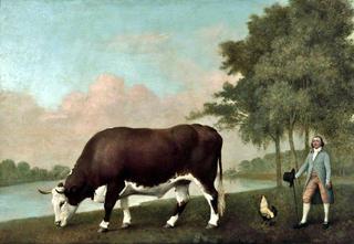 The Lincolnshire Ox