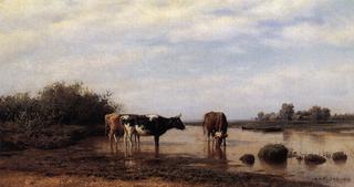 Watering Cows