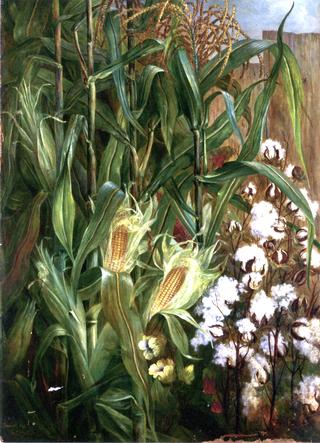The Two Kings: Corn, Cotton