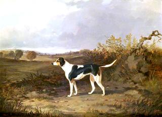 Foxhound in a Landscape