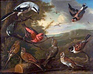 British Birds....