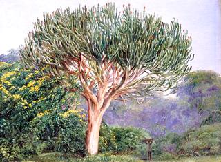 A Tree Euphorbia, Natal