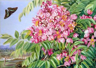 Flowers of a Cassia with a Tree of the Same in the Distance, and Bornean Butterflies