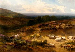 Hampshire Moorland