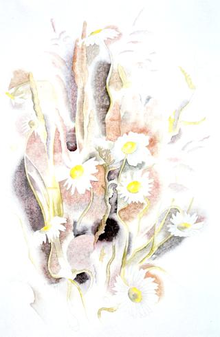 雏菊