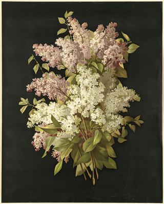 Lilacs