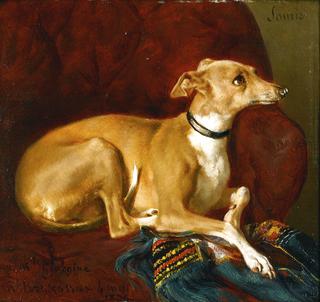 A Greyhound Resting on a Chair