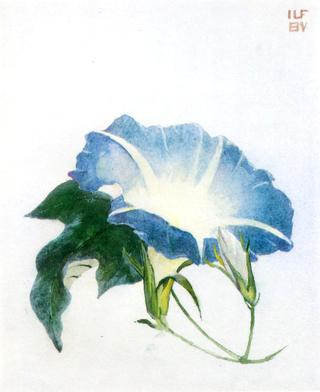 Ipomoea