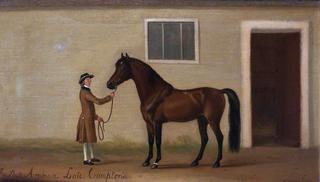 The Shute Arabian