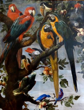 Parrots and Other Birds
