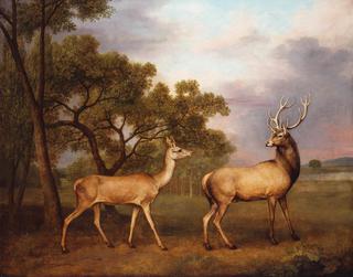 A Red Deer, a Buck and a Doe