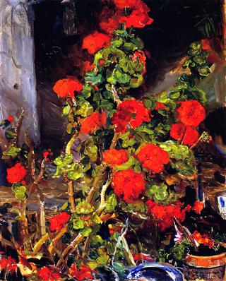Geraniums