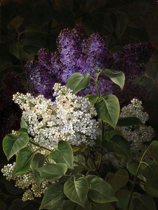 White and Violet Lilac