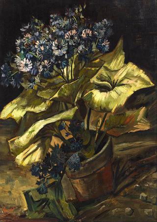 Cineraria