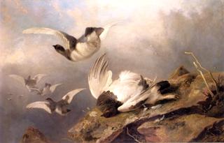 Ptarmigan
