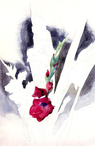 Gladioli